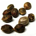 Семена марихуаны АК-47 (Seeds AK-47) в Майском Семена марихуаны АК-47 (Seeds AK-47) в Майском